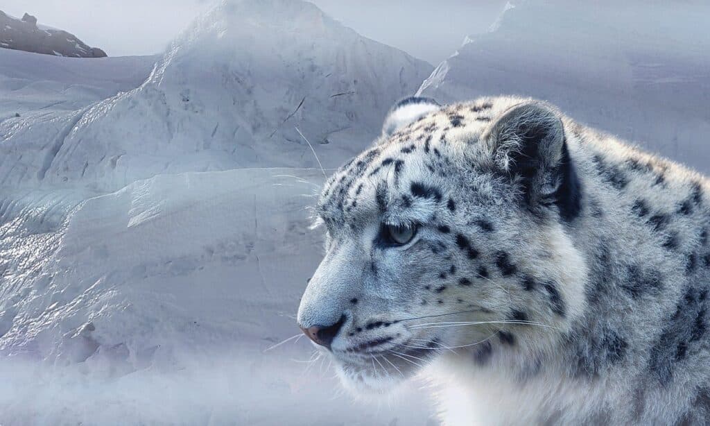 Snow Leopard Sighting